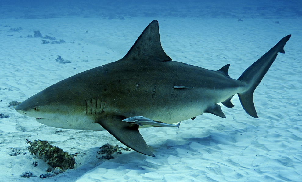 무태상어(Carcharhinus leucas) 참고 사진