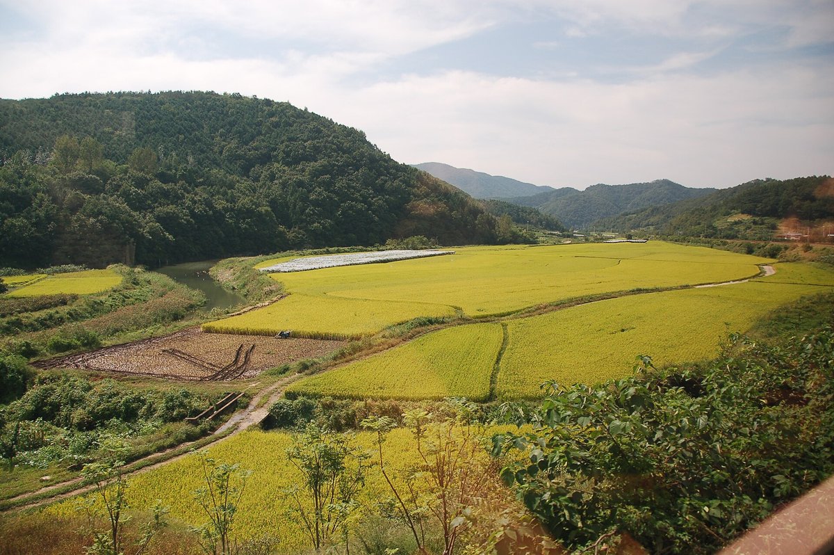 경주 인근 가을 논 참고 사진
