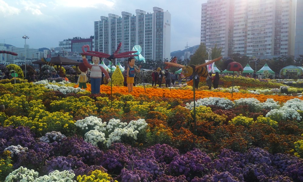 국화 전시 참고 사진